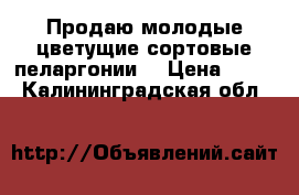 Продаю молодые цветущие сортовые пеларгонии. › Цена ­ 500 - Калининградская обл.  »    